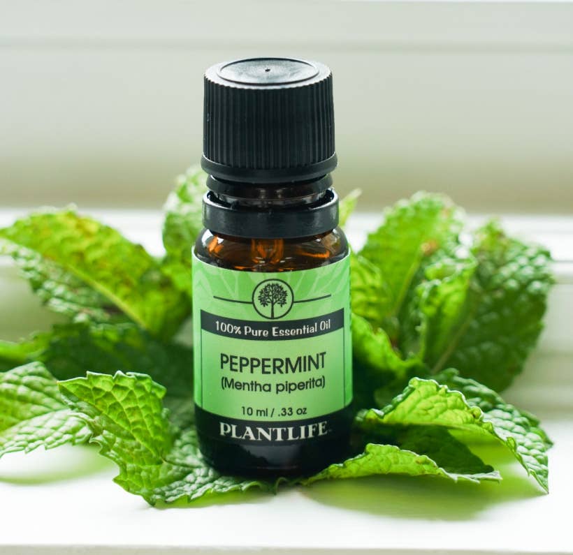 Plantlife - Wholesale Essential Oil - Peppermint Essential Oil2