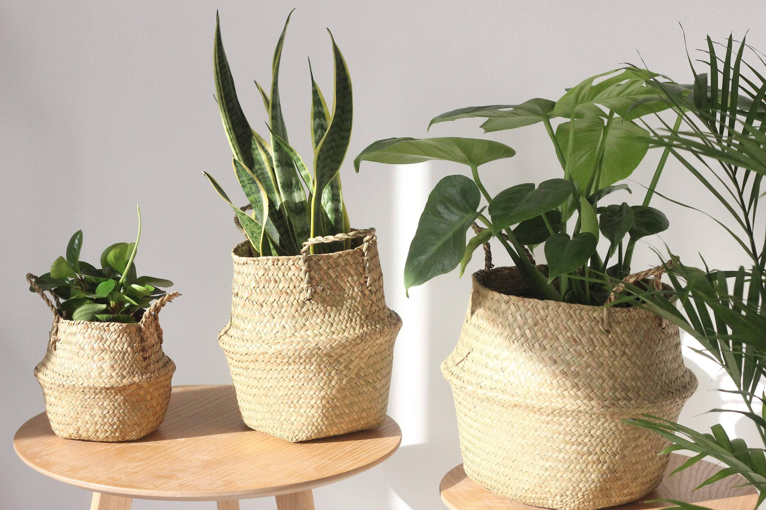 Sprout & About - Wholesale Plant Pot - Woven Seagrass Belly Basket Planter6