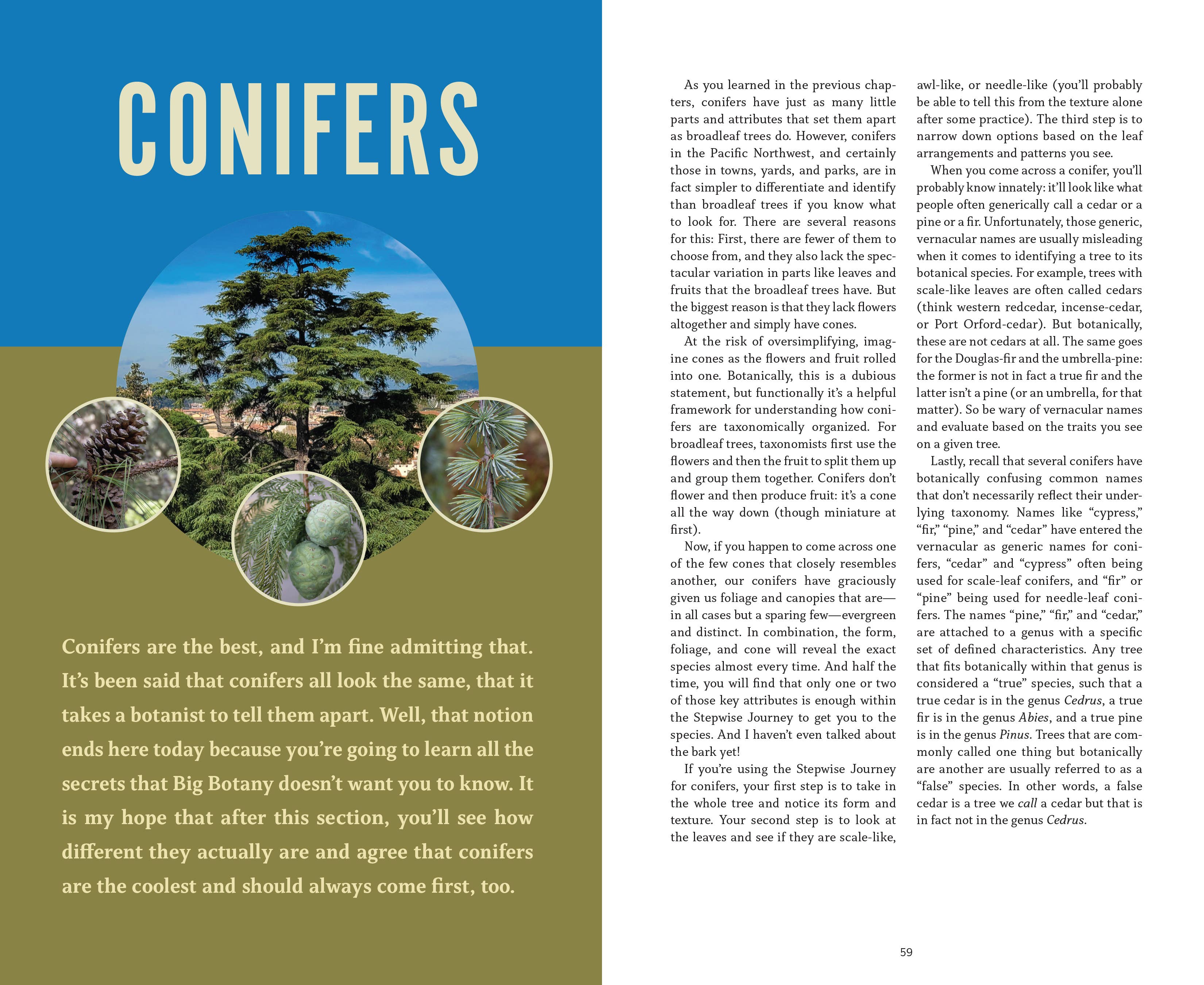 Mountaineers Books - Wholesale Nature & Outdoors - The Trees Around You5