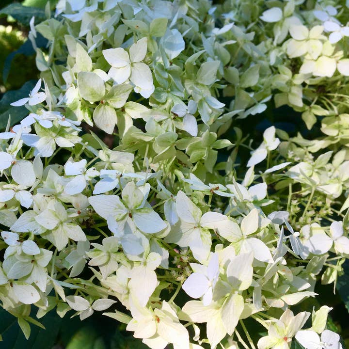 Stenella Farms - Wholesale Flower Essence - Limelight Hydrangea Flower Essence