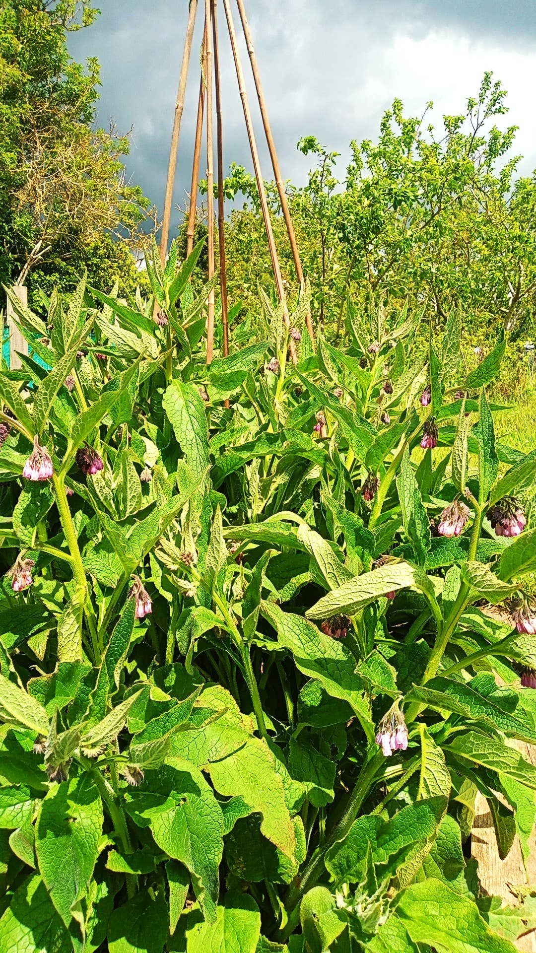 The Solid Bar Company – wholesale Healing salve/balm/cream – Balm Muscle Ease -Handmade4