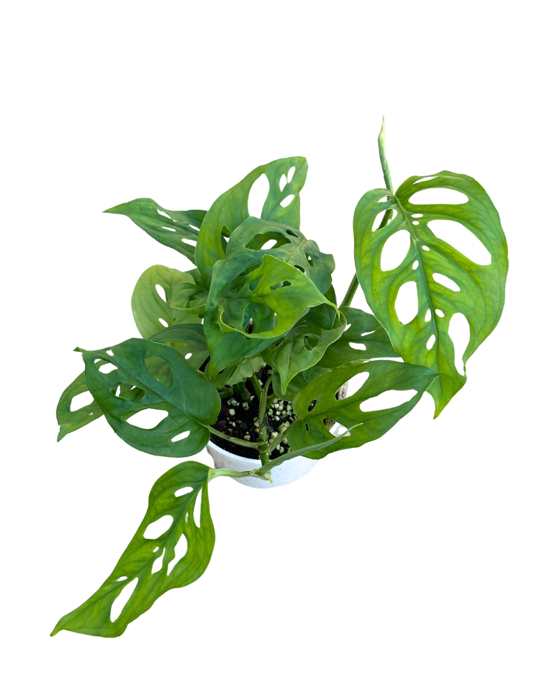 Flow State - Vente Plante - Plante à fromage suisse de 4" (Monstera adansonii) – Plante d'intérieur vivante0