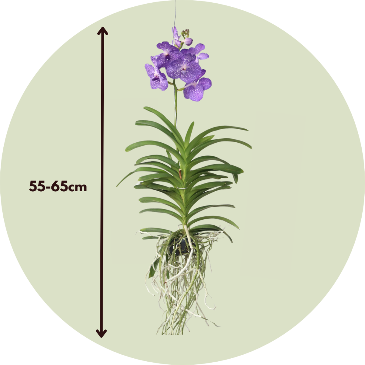 Oasis of Life - Wholesale Live Plant - Vanda Orchid – Vanda 'Magic Royal Blue' – Height 90cm – Exclusive orchid with bright blue flowers – Tropical indoor plant without soil – Easy care & reblooming2