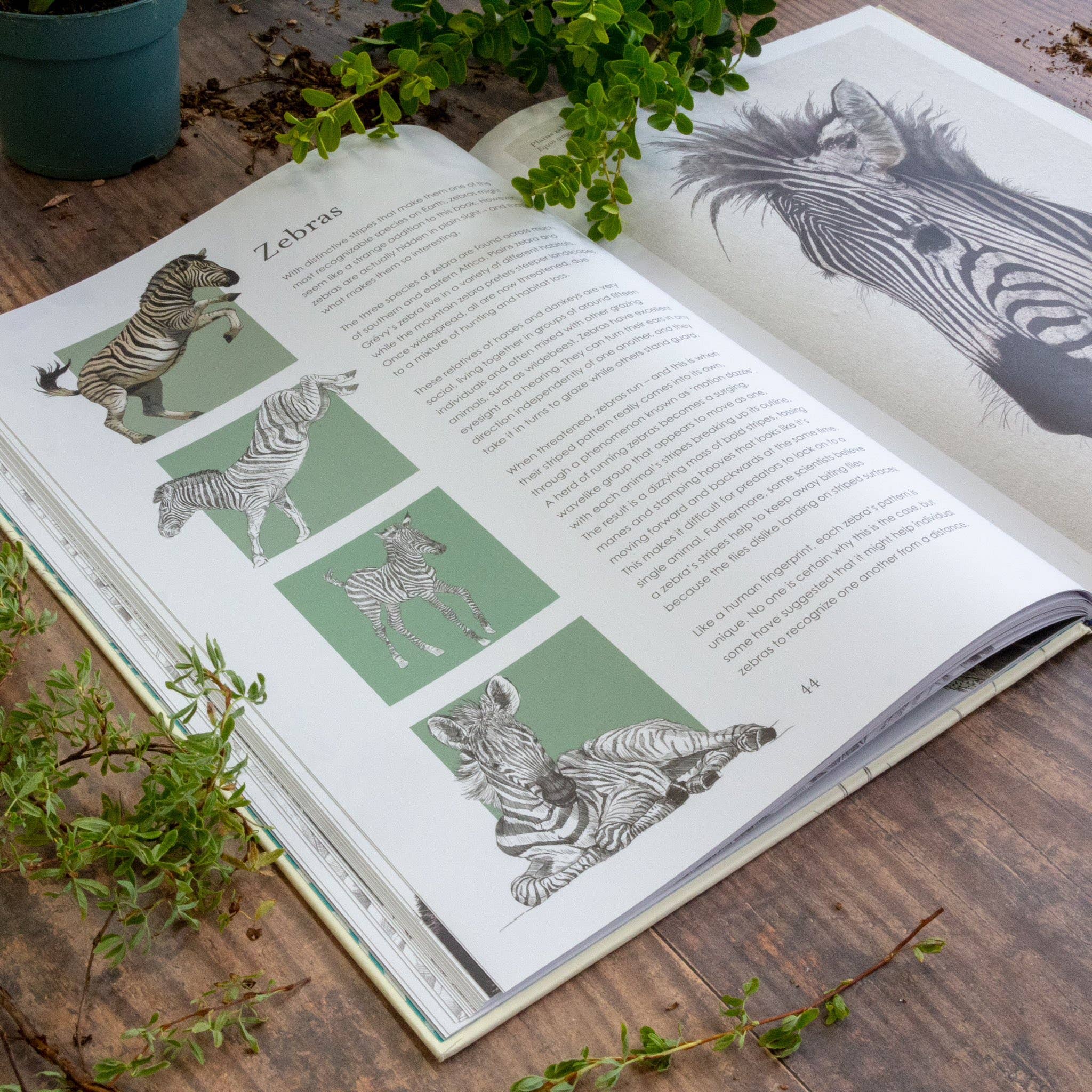 Hidden Planet - Wholesale Nature & Outdoors - Hidden Planet - An illustrator's love letter to planet Earth1