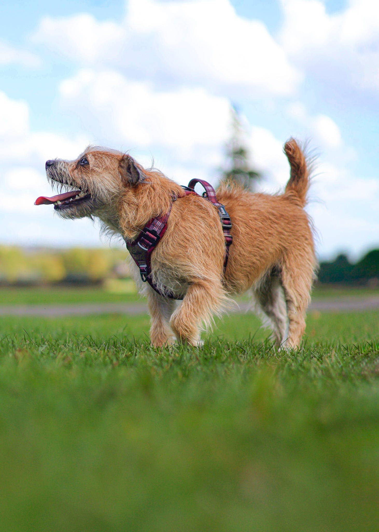 The aDoraBle Pooch Company - Wholesale Pet Harness - Dog - Streamline Pro™ Dog Harness - Heritage Collection - Merlot Manor32