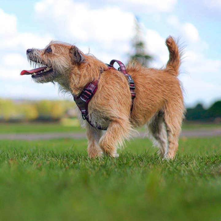 The aDoraBle Pooch Company - Wholesale Pet Harness - Dog - Streamline Pro™ Dog Harness - Heritage Collection - Merlot Manor32