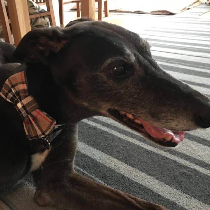 FUNKY DOG – Großhandel Fliege für Haustiere – Hund – Hundehalsband mit Fliege im Burberry-Stil, braunes Karo, für kleine & große Hunde