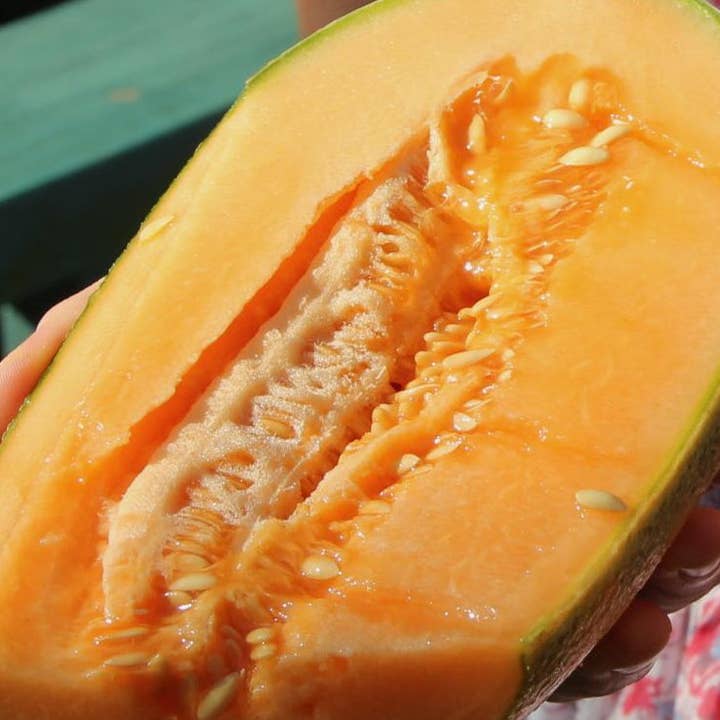 Melon Seeds - Hearts of Gold, ORGANIC for wholesale by Sow True Seed
