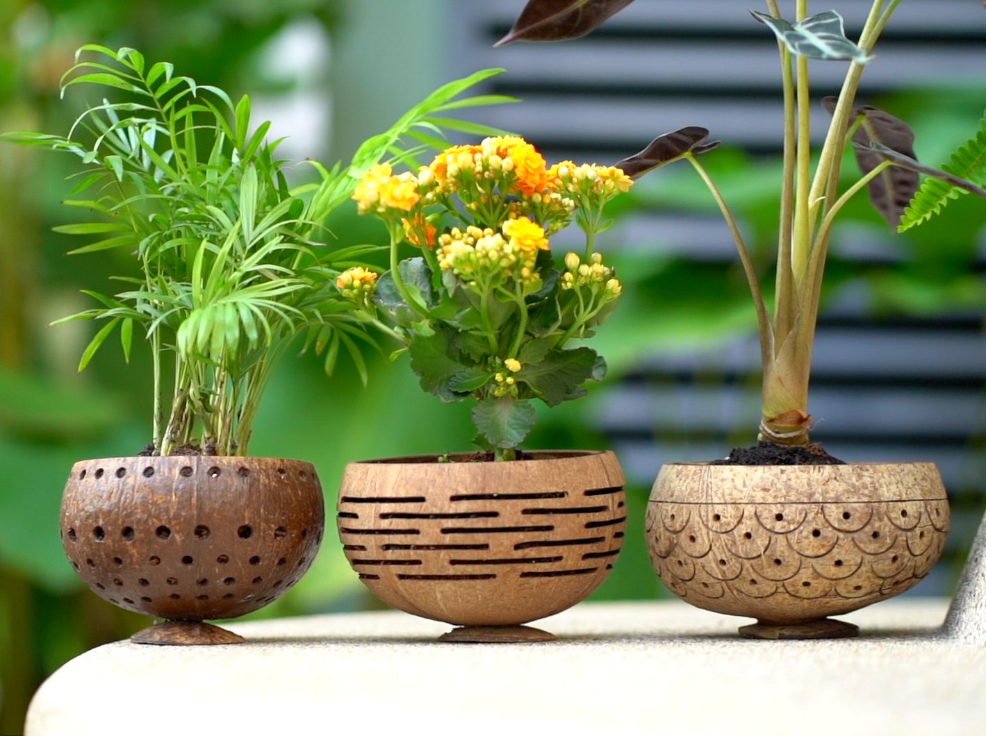 Rainforest Bowls - Wholesale Plant Pot - Horizons Coconut Planter8