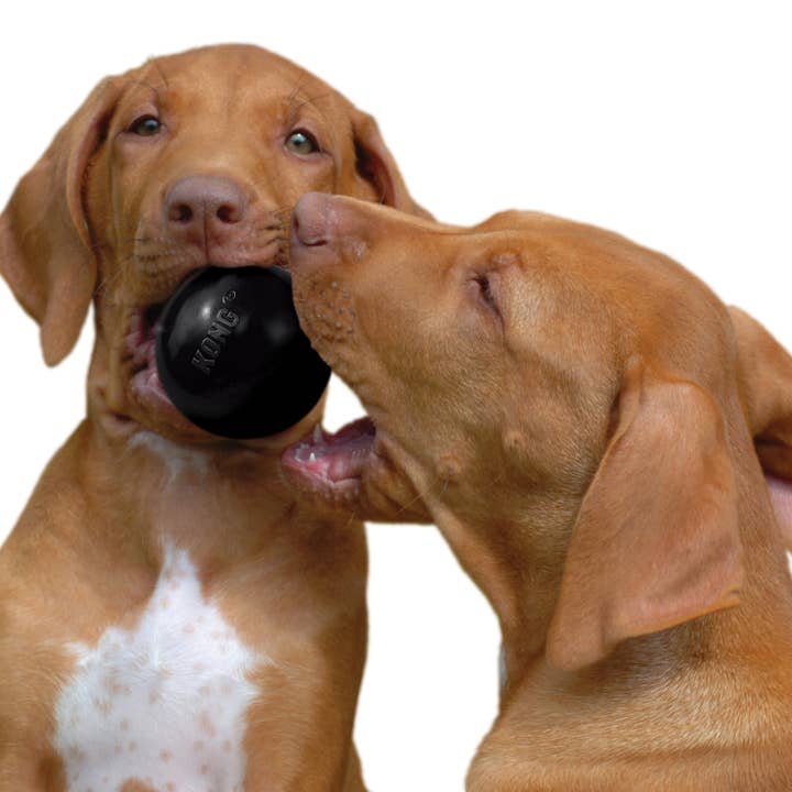 Pet Palette Distribution - Wholesale Pet Fetch Ball - Dog - KONG® Extreme Ball Dog Fetch Toy Small
