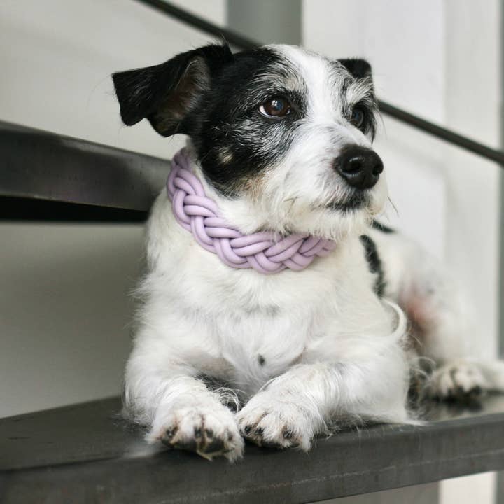 GASSI GLAMOUR - Wholesale Pet Collar - Dog - BioThane® Collar Lilac8