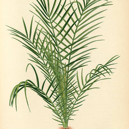 The Art Group – wholesale Art print – Piddix (Spiny Date Palm) - WDC92910