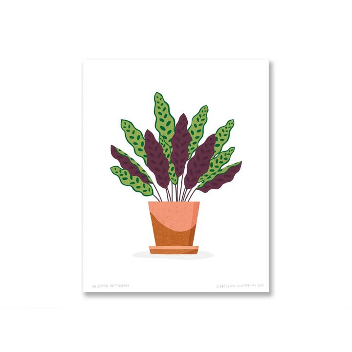 Clare Lewis Illustration - Venta al por mayor Ilustración - Serpiente de cascabel de Calathea