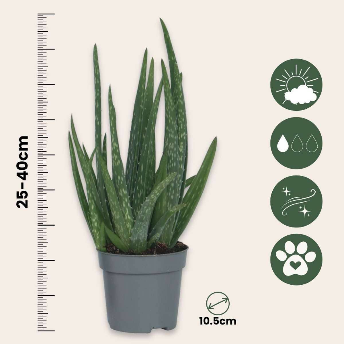 Oasis of Life - Wholesale Live Plant - Aloe Vera – 6 Plants – Aloe Barbadensis – Height 25–40cm – Ø11cm – Easy-care Houseplant & Medicinal Plant – Robust Succulent for Home & Office – Air-purifying & Decorative3