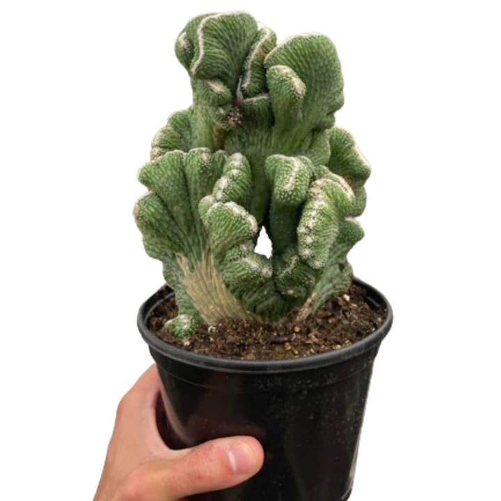 Cactus cierge corail vert pour la vente par Rooted Treasures Farms