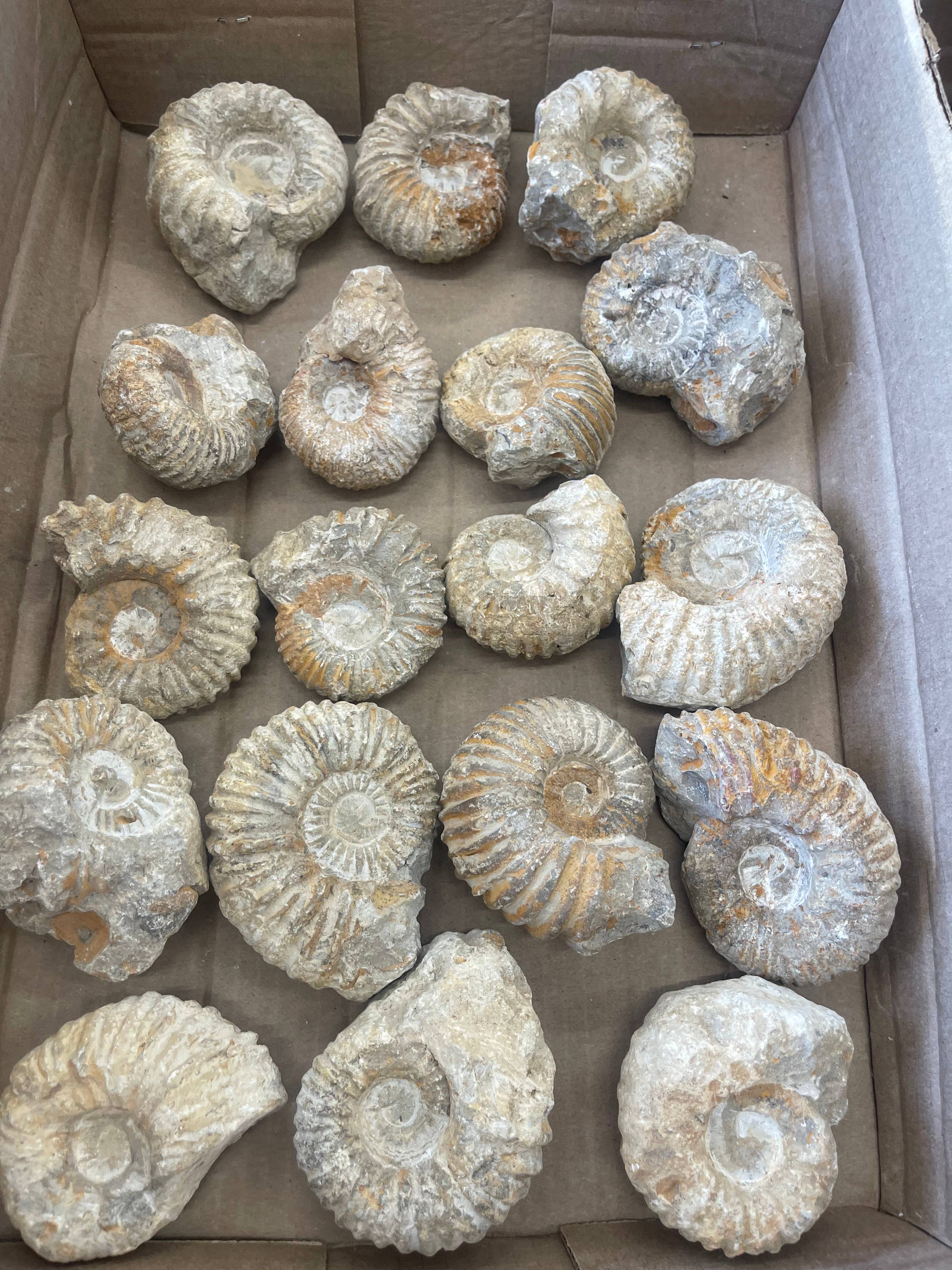 Casablanca Exports – wholesale Decorative tabletop object – Small Nautilis Ammonite3