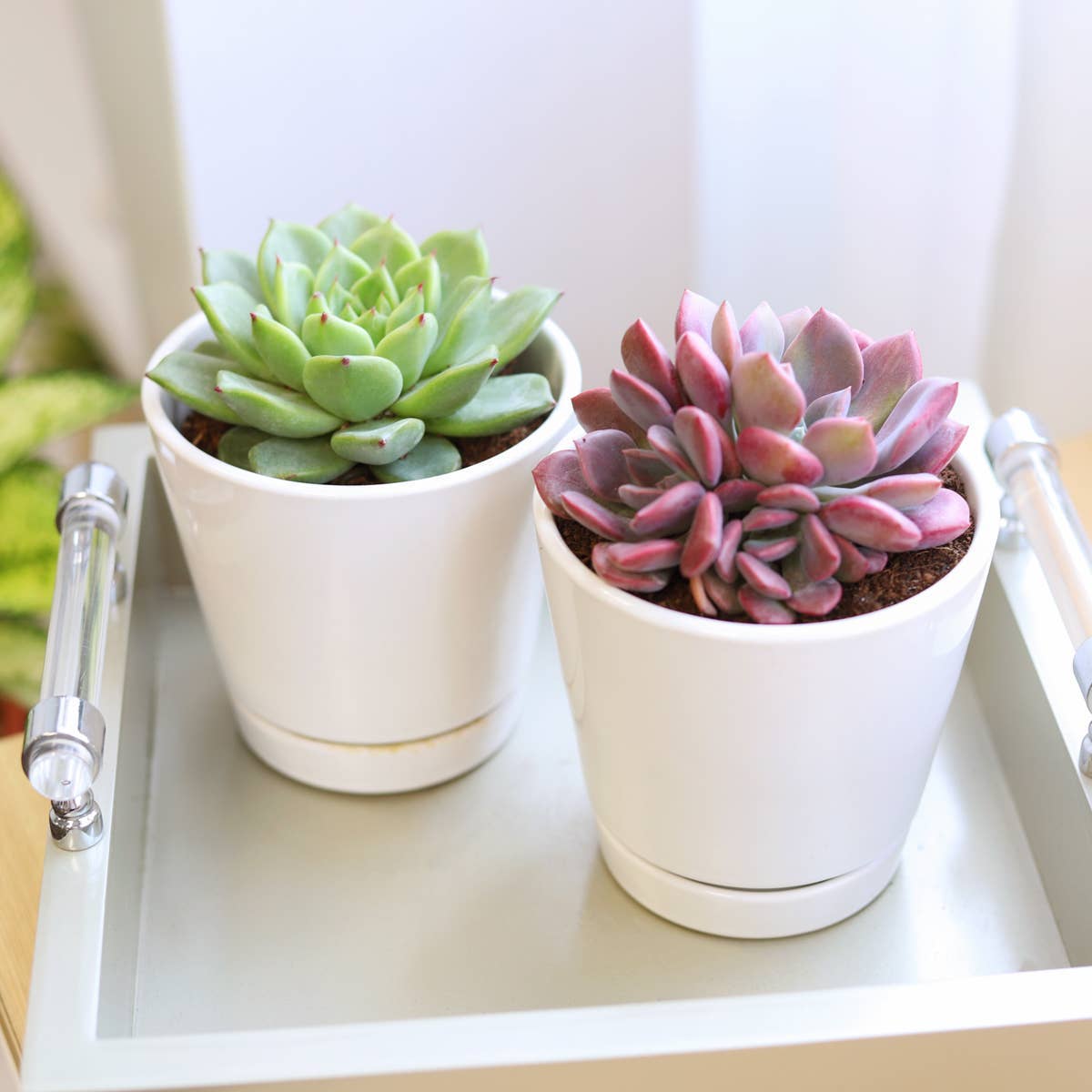 Best Plant Friend - Wholesale Plant Pot - 4 inch White Minimalist Pot with Saucer - Pot for Houseplant8