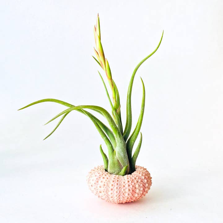 Mahalo Market - Venta al por mayor Macetas de interior - Planta de Aire + Erizo - Maceta de interior - Regalo de Pascua