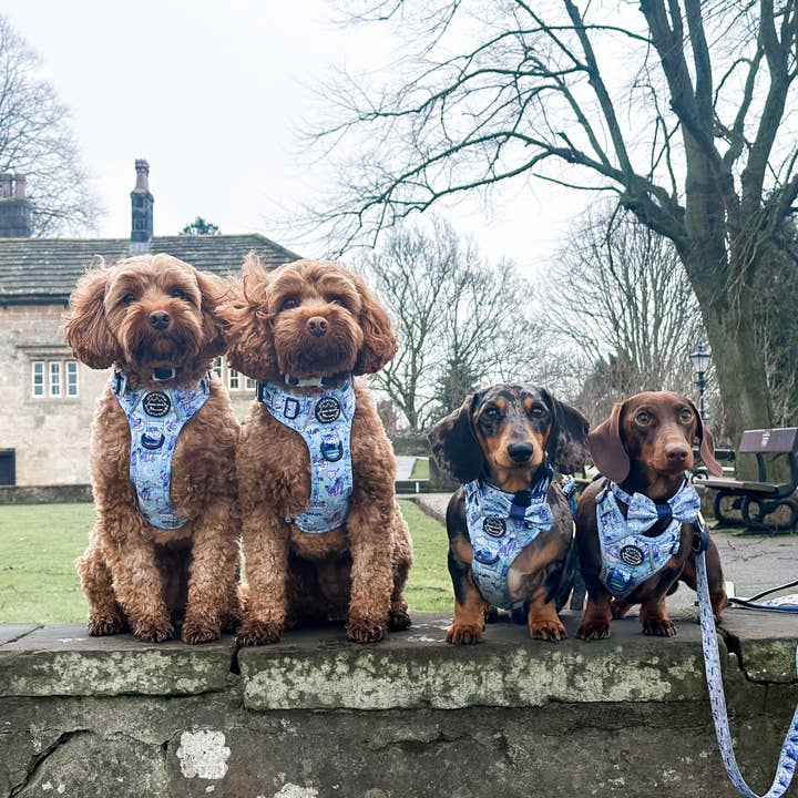 Pawsome Paws - Vendita all'ingrosso Pettorina - Cani - Disney© Tough Trails™ Pettorina - Ih-Oh36