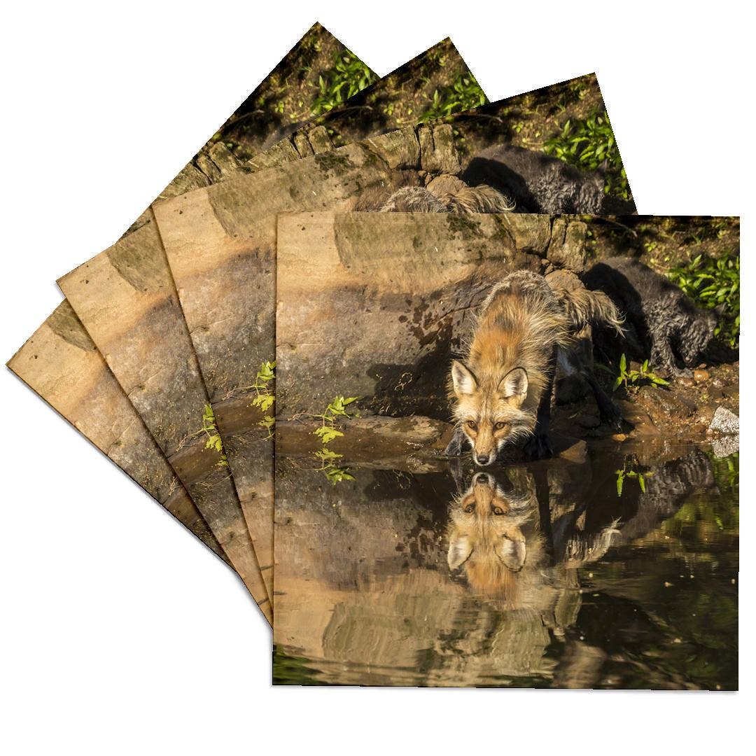 3dRose - Wholesale Coasters - 3dRose, Pine County. Captive red fox drinking. , Coaster0