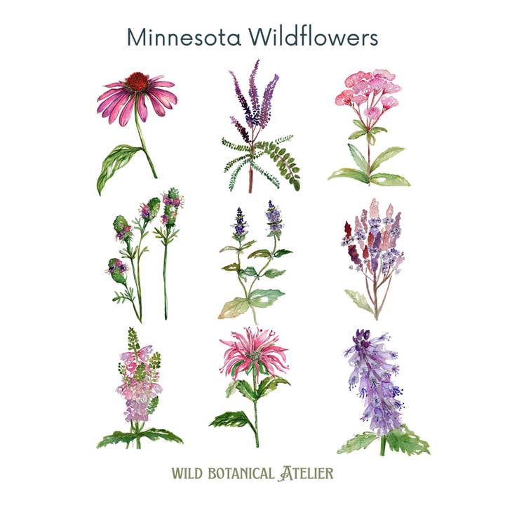 Wild Botanical Atelier - Wholesale Art Print - Minnesota Wildflowers Artwork Collection #21