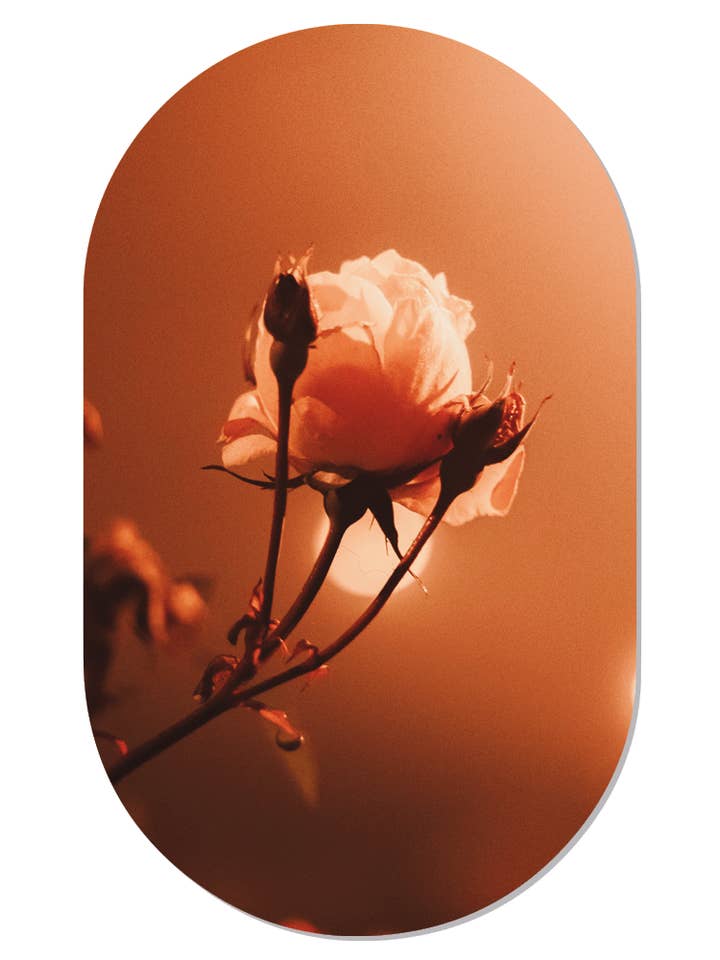 Muurovaal morning rose for wholesale by Label2X B.V.