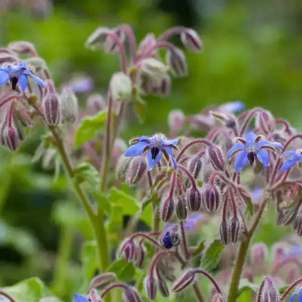 Hanna's Bees – wholesale Frön – Gurkörtsfrön - Växter för pollinatörer3