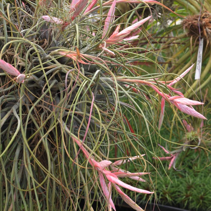 Airplant Direct - Wholesale Live Plant - Tillandsia Butzii Air plant2