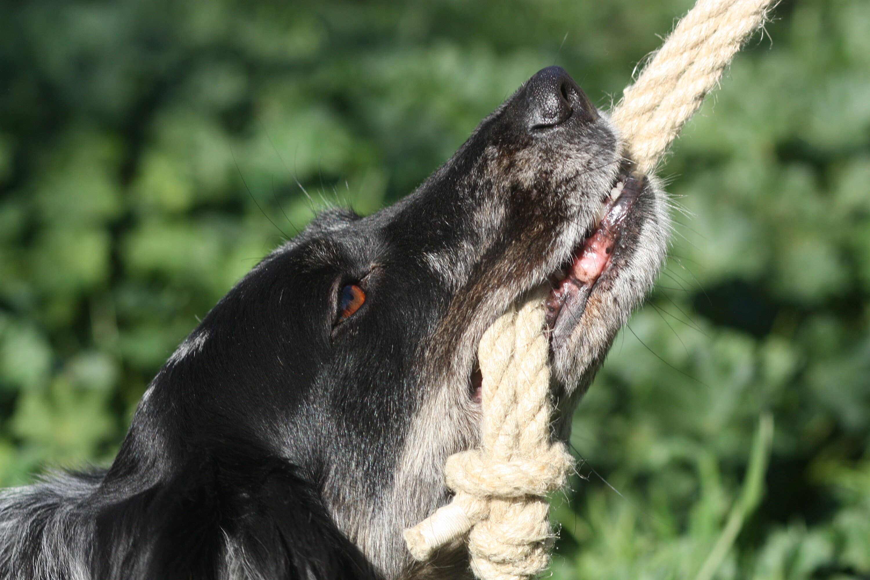 Pawsome Pet Toys - Wholesale Pet Rope Toy - Dog - Monkeyfist play and training dog toy, Organic hemp rope2