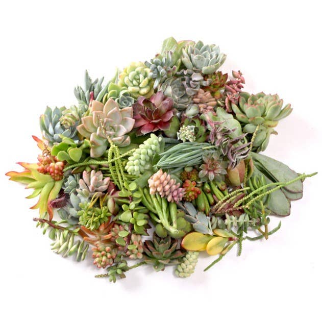 Lot de 50 (10+ Variétés) Lot de 50 boutures de succulentes assorties - Plus de 10 variétés en vente sur Faire0