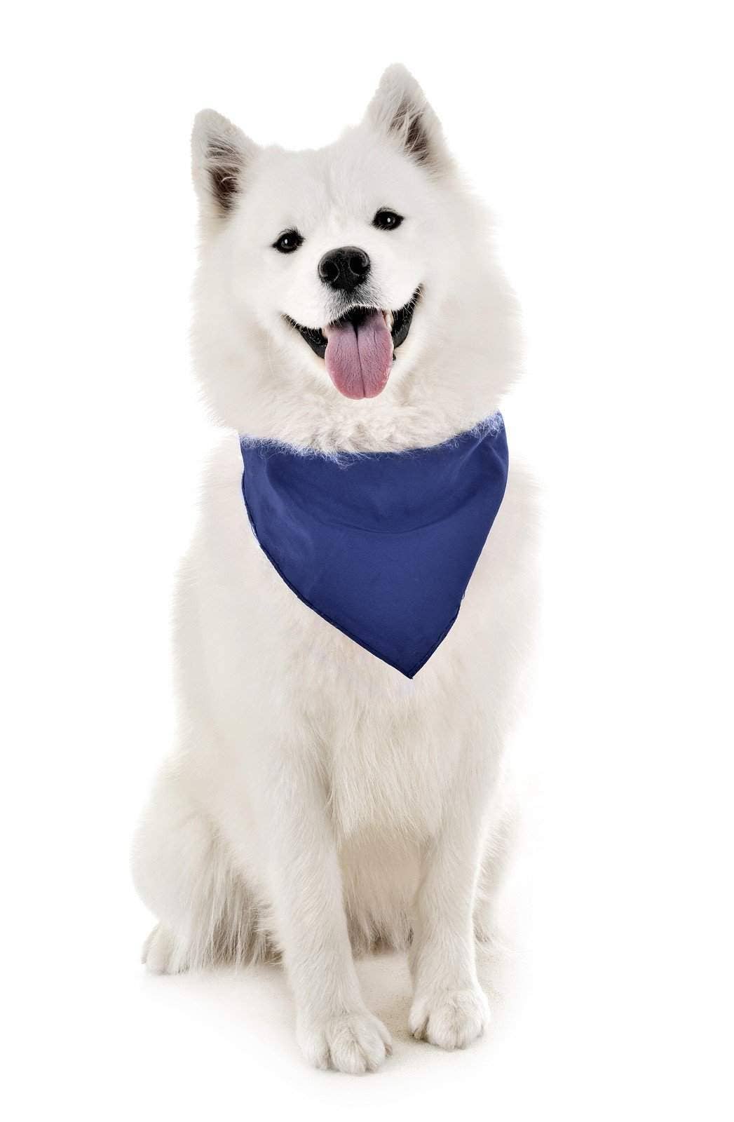 Auction Clearance - Vente Bandana – chien - Bandanas solides Balec pour chien, 4 pièces, écharpe et bavoir triangulaires pour tous les animaux de compagnie de petite, moyenne ou grande taille3