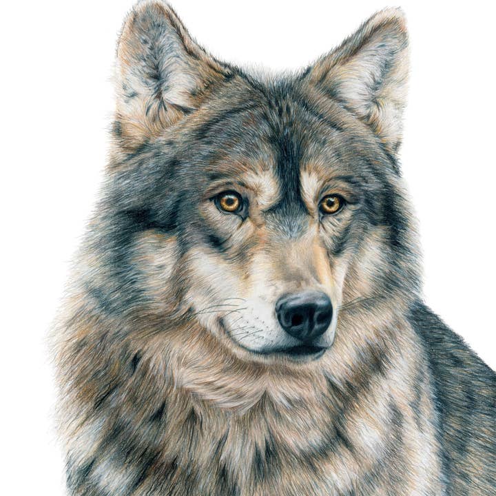 "Dusk" a Wolf Colored Pencil Vertical Print for wholesale by Sara Forbush Art