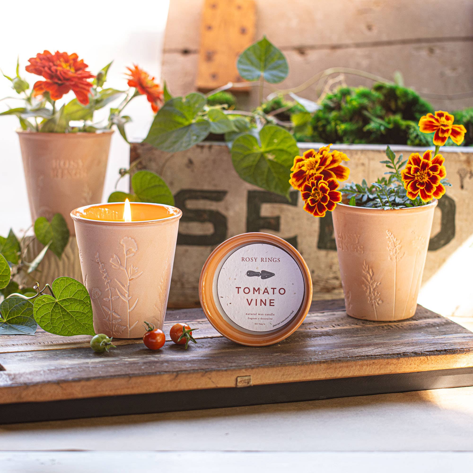 Rosy Rings - Wholesale Jar/Filled Candle - Basil Orange Garden Pot Candle + Plantable Seed Dust Cover2