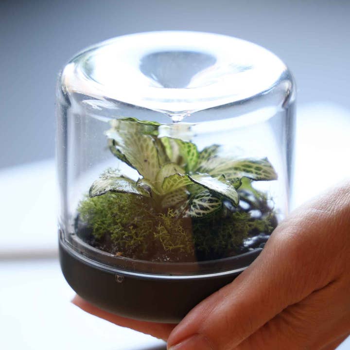 Sanctuary for wholesale by Botanica