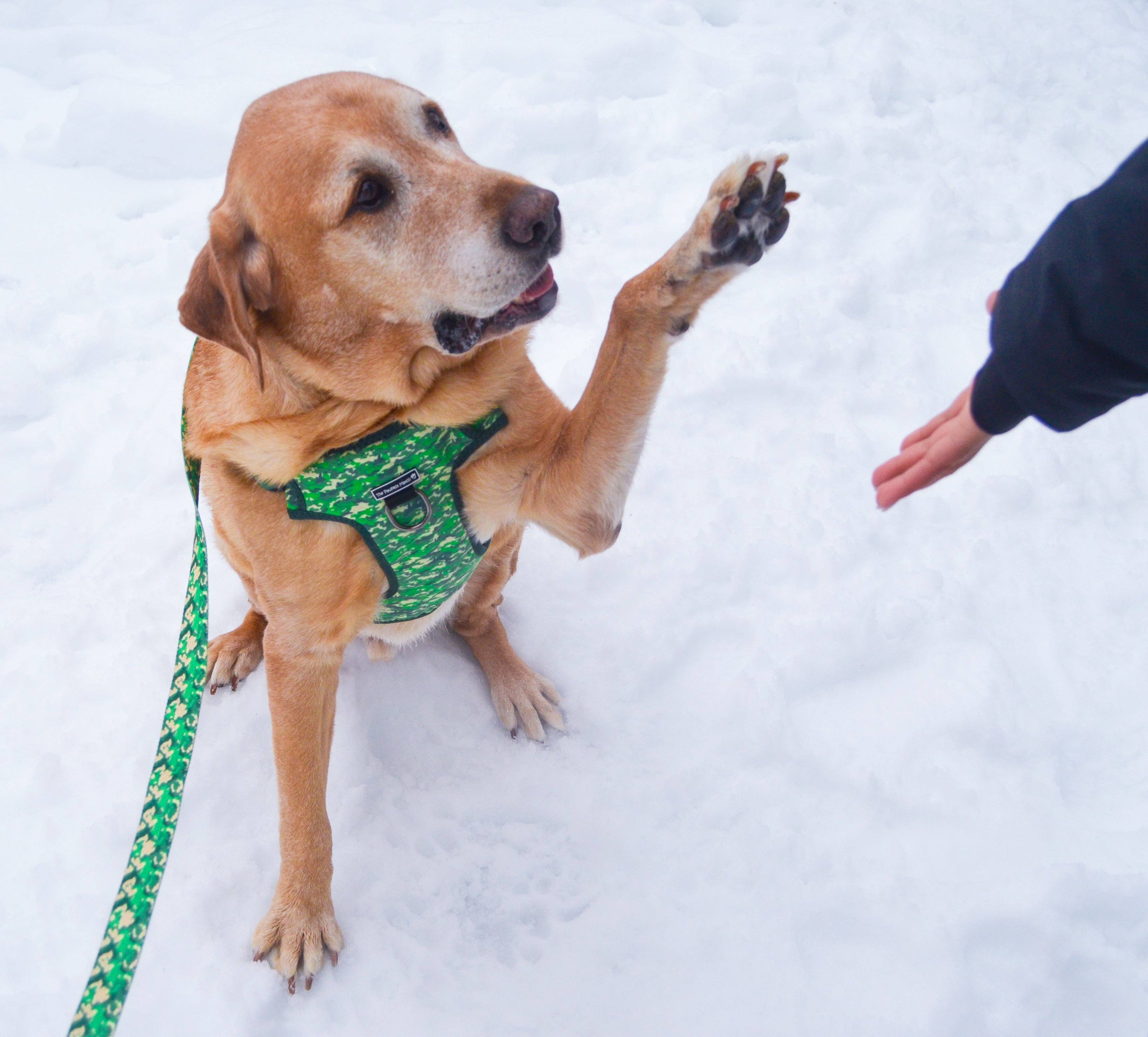 The Pawfect Match - Vendita all'ingrosso Pettorina - Cani - Cablaggio Indognito3