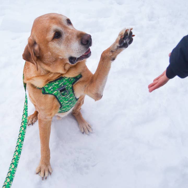 The Pawfect Match - Wholesale Pet Harness - Dog - Indognito Harness3