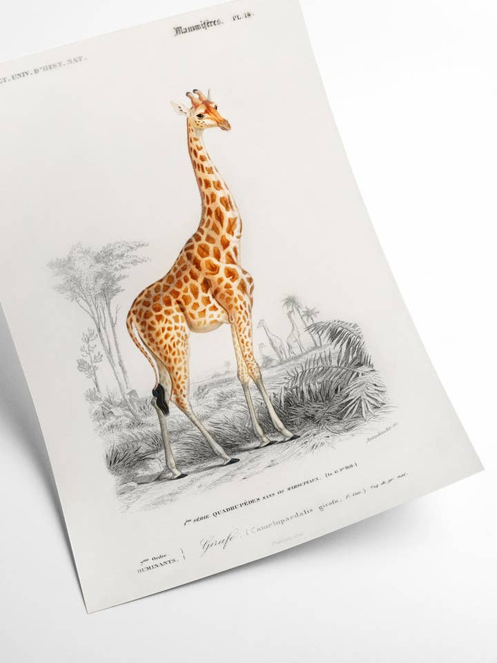 Giraffe illustration wall art print for wholesale by Stanley Print House