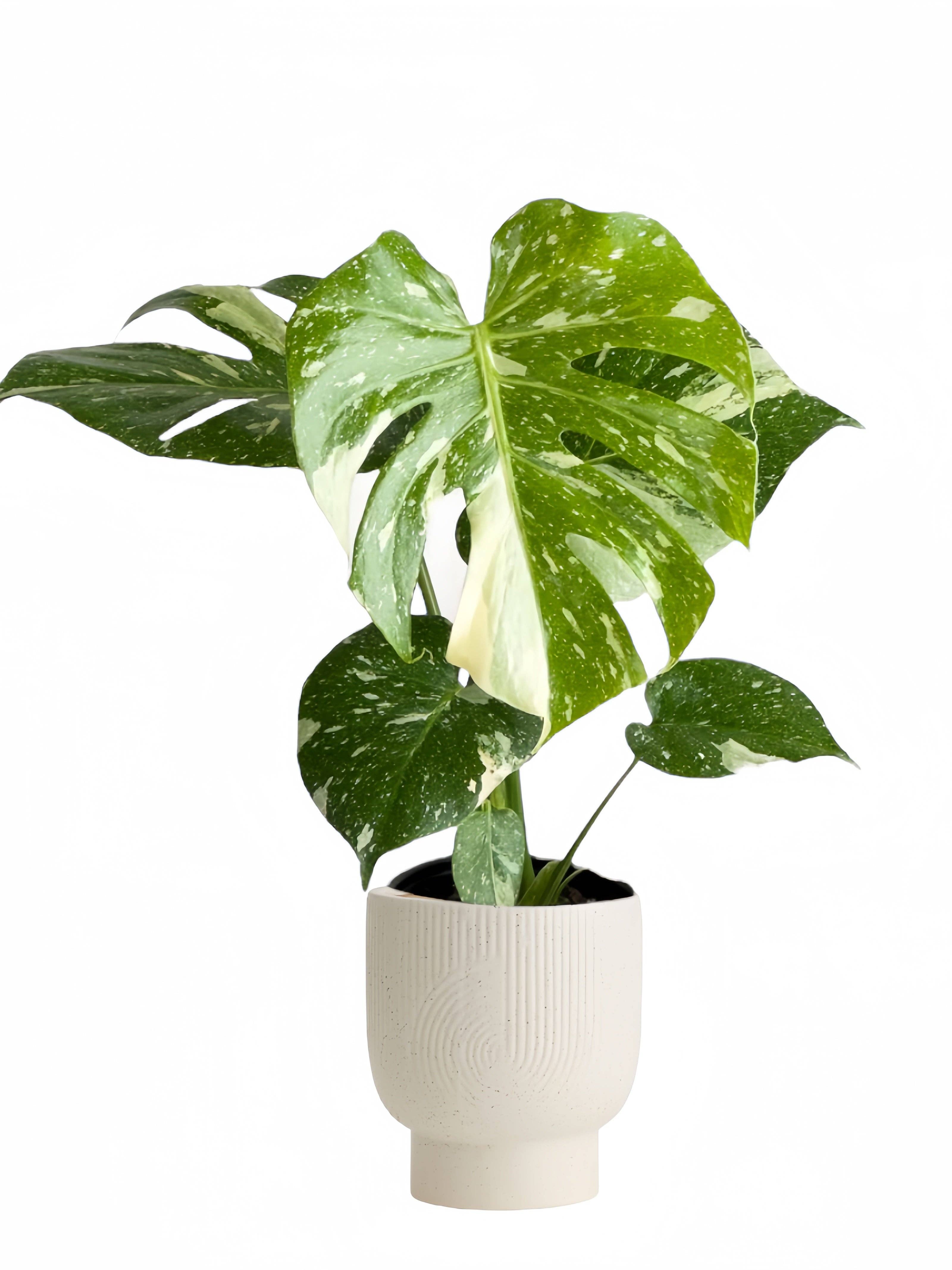 Plant Vault - Wholesale Live Plant - Monstera Thai Constellation2
