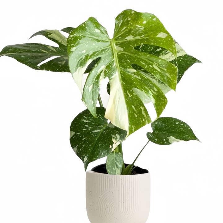 Plant Vault - Wholesale Live Plant - Monstera Thai Constellation2
