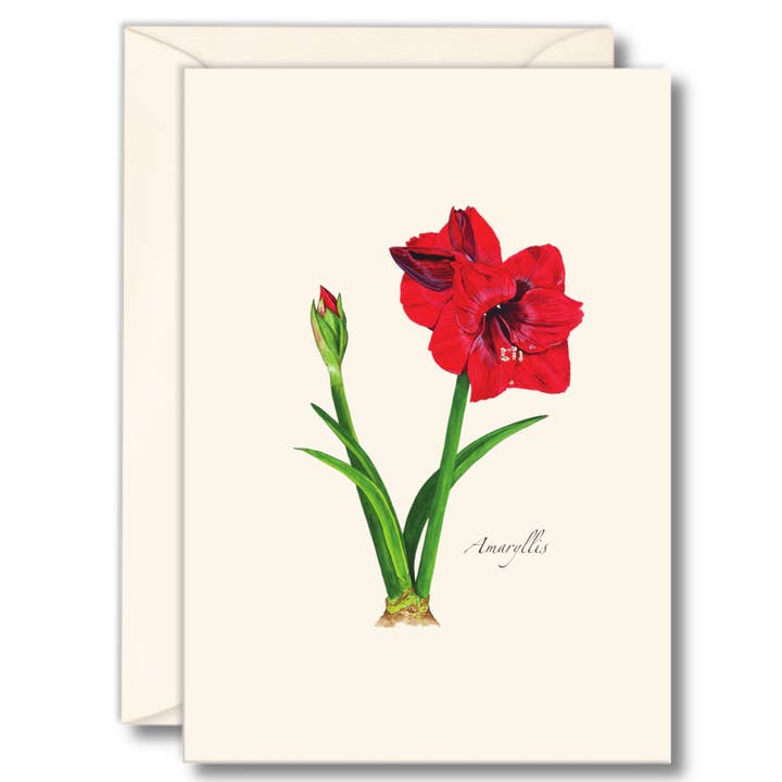 Earth Sky + Water - Wholesale Stationery/Notecard Set - Amaryllis Notecard Set