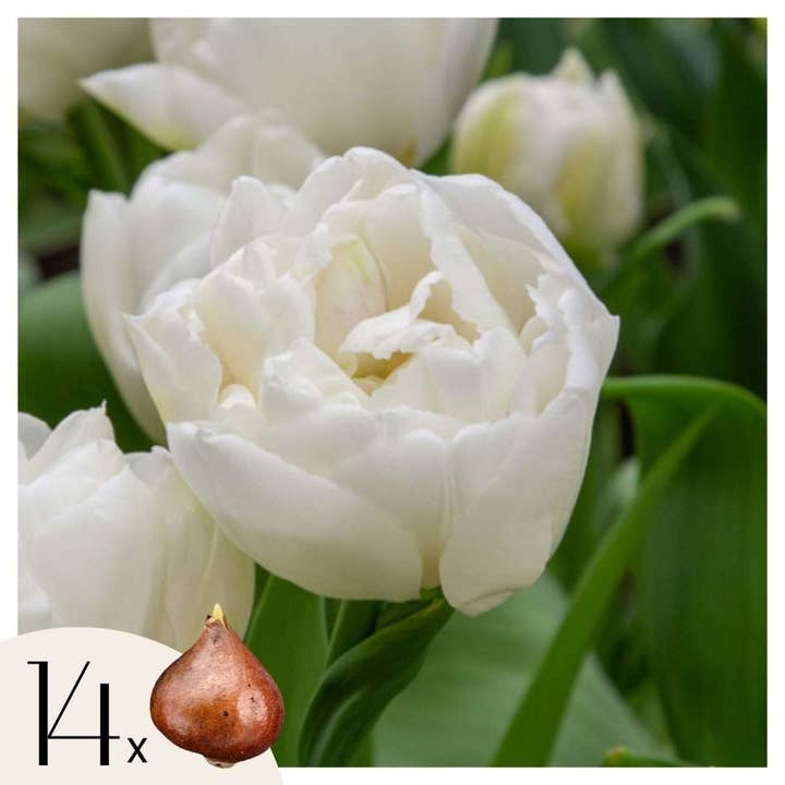 Oasis of Life – wholesale Live plant – Tulip bulbs – 14 flower bulbs – Tulipa "Mondial" – Double white tulips with yellow centers – Flower bulbs for garden, bed & pot – Height approx. 45cm – Early blooming & easy to care for