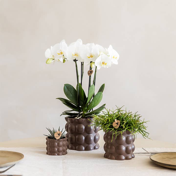 Oasis of Life - Wholesale Plant Pot - Plant Set Cotton Brown – White Phalaenopsis Orchid Ghent & 2 Succulents – Ceramic Pots Ø6, Ø9 & Ø12cm – Elegant Plant Set for Home1