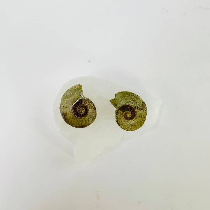 Rock Paradise - Wholesale Spiritual Stone/Crystal - Ammonite Fossil Slices - Small Pairs - You Choose