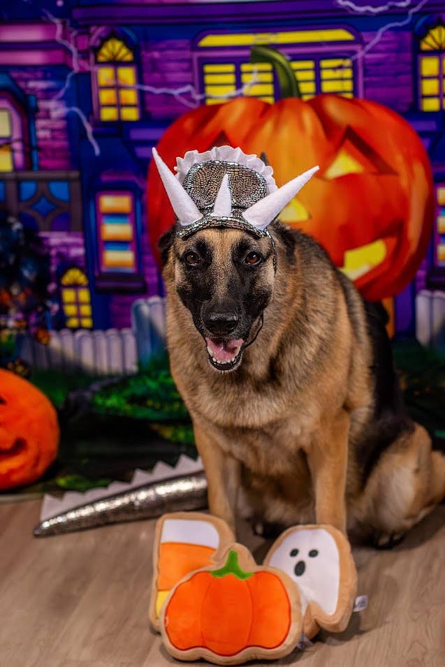 Midlee Designs - Wholesale Pet Plush Toy - Dog - Midlee BOO Sugar Cookie Halloween Plush Dog Toys10