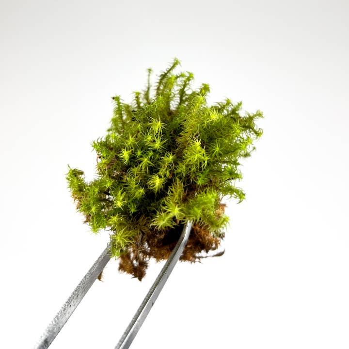 Star Moss for Terrariums | 0.25 sq ft | 0.5 sq ft | 1 sq ft for wholesale by Moss & Stone Gardens