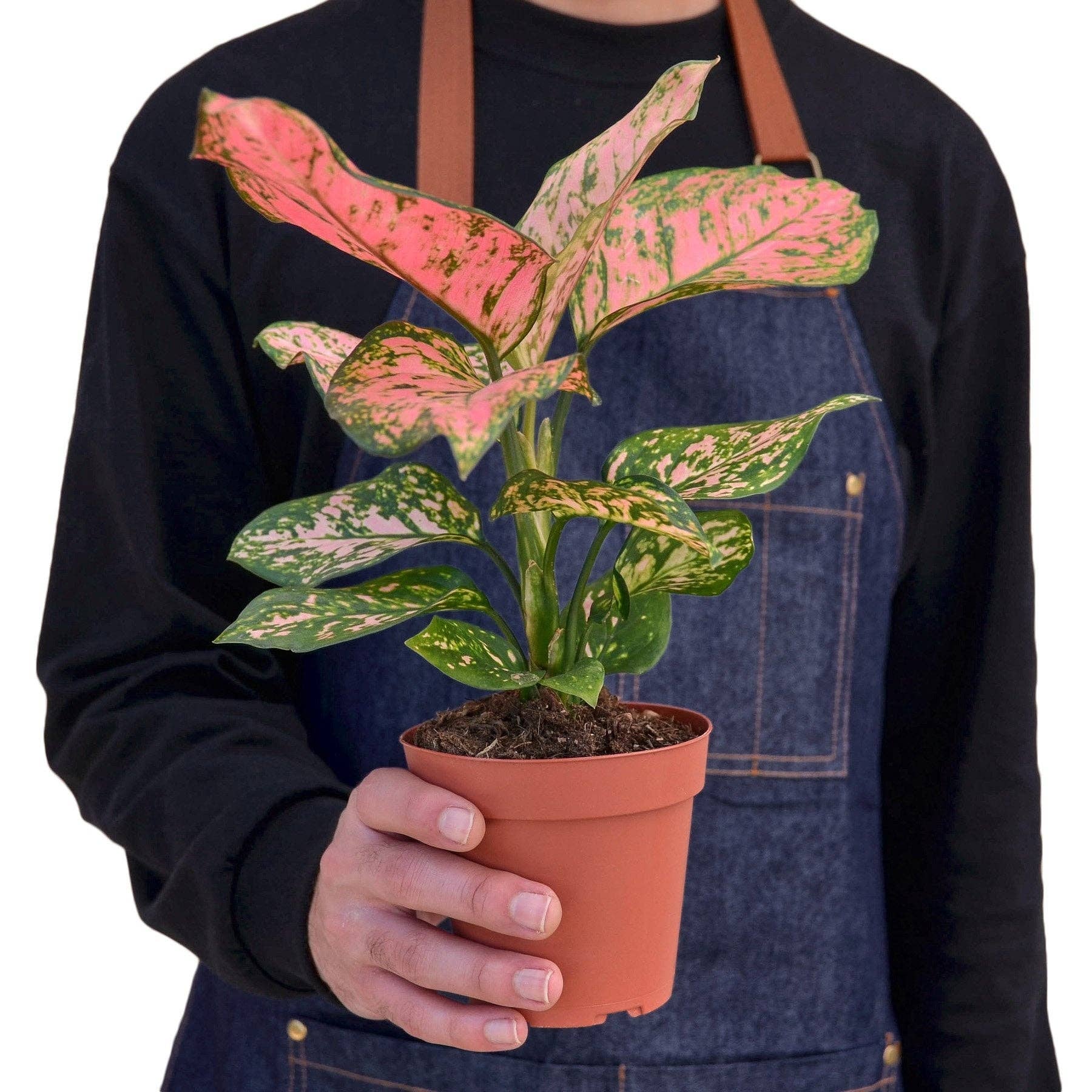 Bumble Plants - Wholesale Live Plant - Aglaonema Cherry Anyanmanee 'Lady Valentine'1