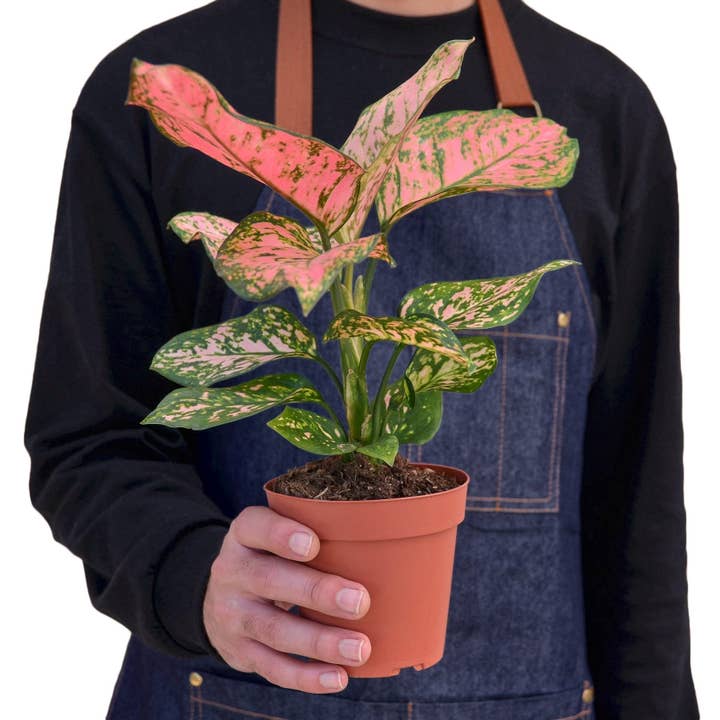 Bumble Plants - Wholesale Live Plant - Aglaonema Cherry Anyanmanee 'Lady Valentine'1