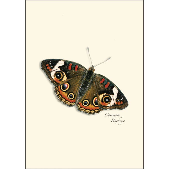Earth Sky + Water - Wholesale Stationery/Notecard Set - Butterfly Assortment