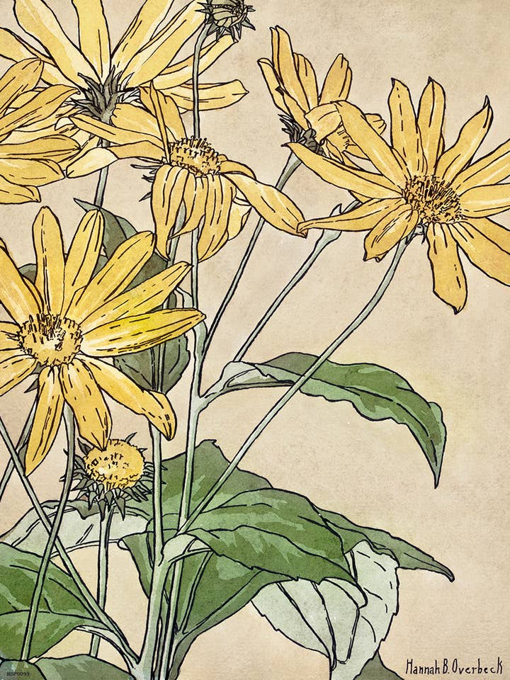 Sunflowers (1915) by Hannah Borger Overbeck Botanical 30x40cm Art Print for wholesale by On The Wall Art Ltd