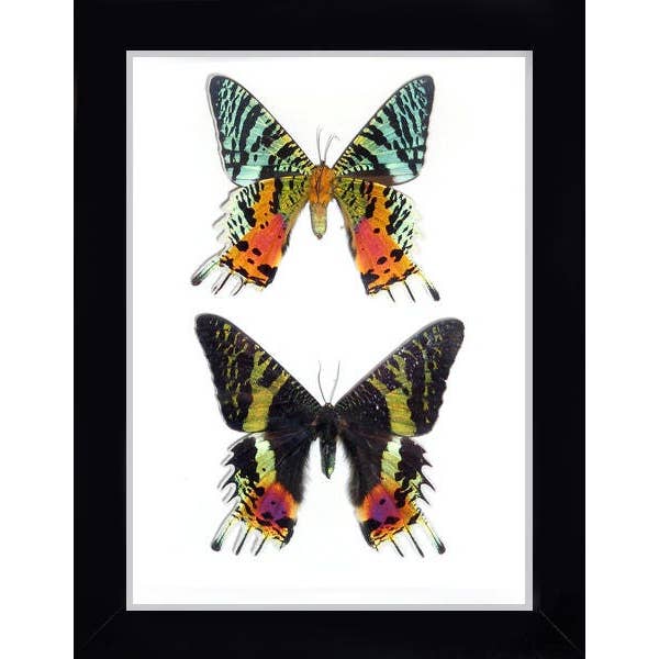 Urania Tripheus Moth dans un cadre pour la vente par Newman Art Designs